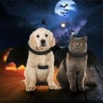 Halloween Pet Bat Wings Costume Cat and Dogs - Image 2